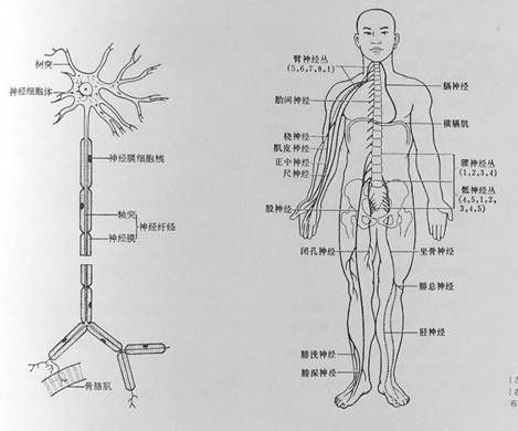 人体工程学基础-2、人体活动及其效率(图文教程),P4240002,图文,第3张
