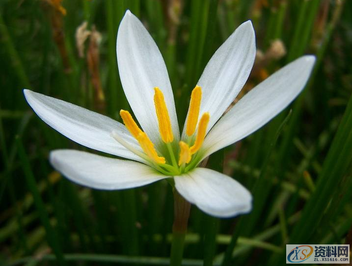 UG大神教你表达式建模小花,美丽的小花你值得拥有!,建模,第1张 UG大神教你表达式建模小花,美丽的小花你值得拥有!,建模,第1张