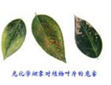 光化学烟雾(图文教程),影响植物生长,设计,结构,一般,第6张