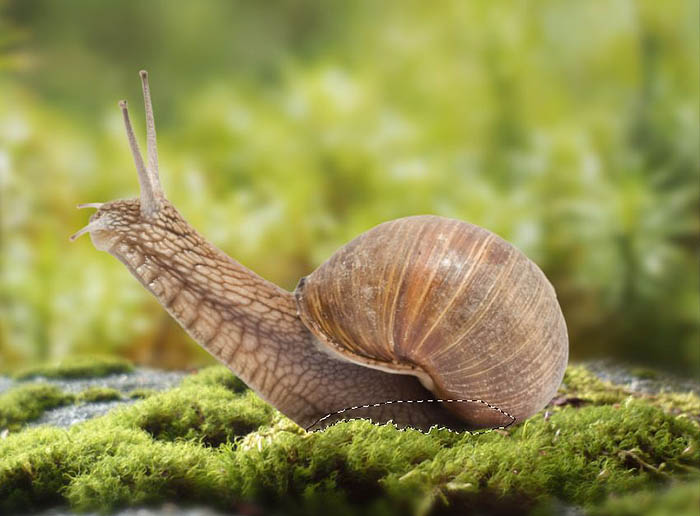 PS合成蜗牛背上的梦幻房子教程(图文教程),选择,直径,形状,第16张 PS合成蜗牛背上的梦幻房子教程(图文教程),PS合成蜗牛背上的梦幻房子教程,选择,直径,形状,第16张