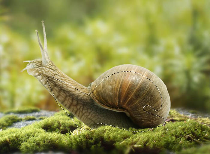 PS合成蜗牛背上的梦幻房子教程(图文教程),选择,直径,形状,第21张 PS合成蜗牛背上的梦幻房子教程(图文教程),PS合成蜗牛背上的梦幻房子教程,选择,直径,形状,第21张