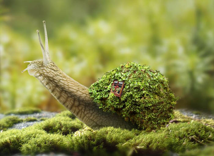 PS合成蜗牛背上的梦幻房子教程(图文教程),选择,直径,形状,第31张 PS合成蜗牛背上的梦幻房子教程(图文教程),PS合成蜗牛背上的梦幻房子教程,选择,直径,形状,第31张